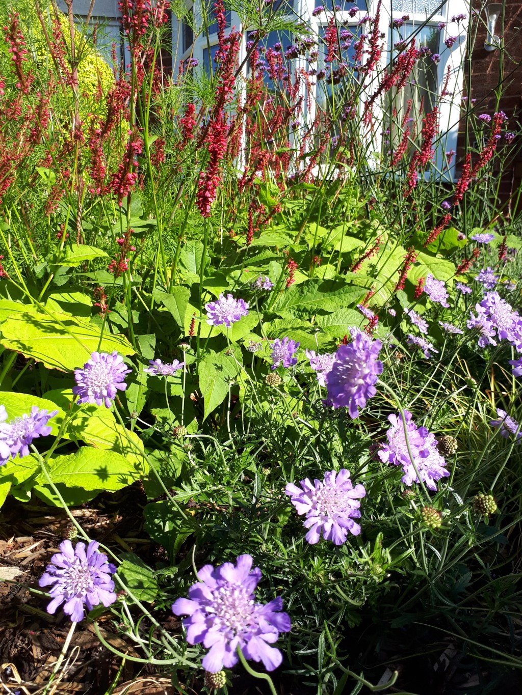 Scabious, the ‘Pin Cushion’ flower